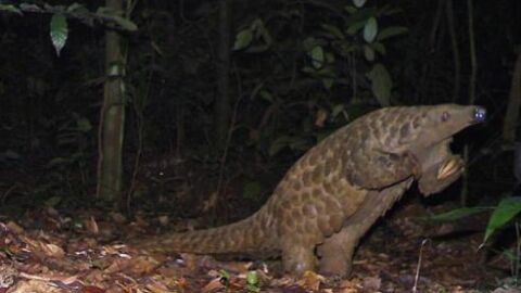 Manis o pangolin (Gab&oacute;n)