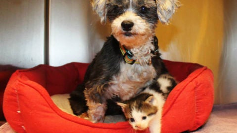 La perra y el gatito conviven juntos