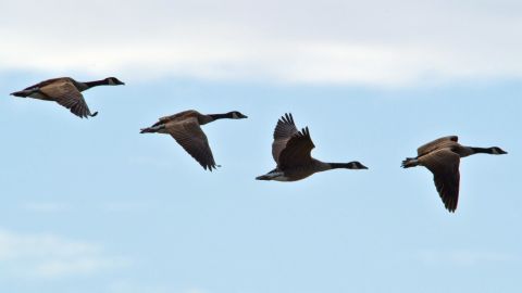 Las aves migratorias inician su viaje (02-09-2013)