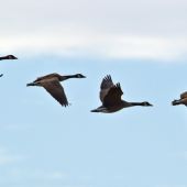 Las aves migratorias inician su viaje (02-09-2013)