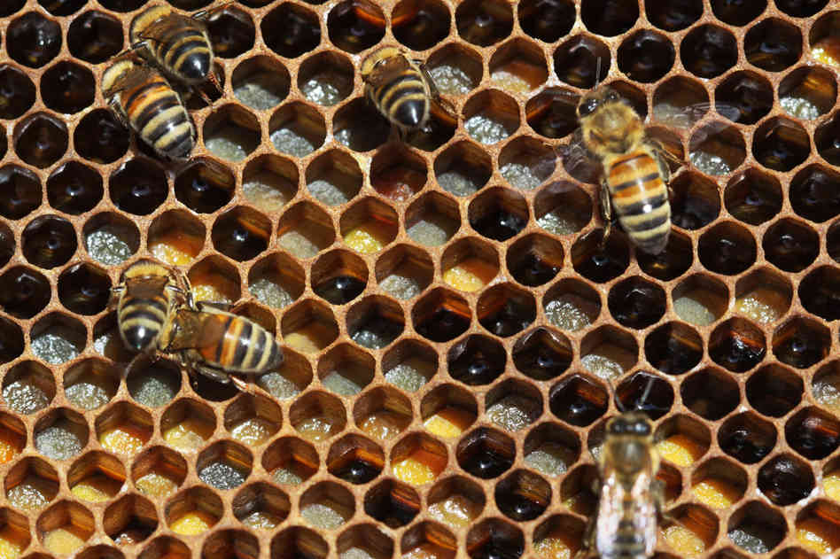 El cierre: El virus letal que está acabando con las abejas silvestres El cierre: El virus letal que está acabando con las abejas silvestres