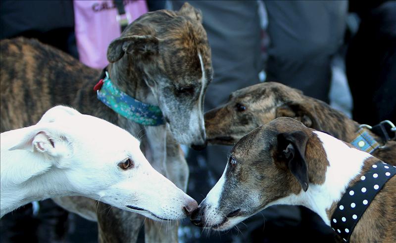 Una compañía de seguros lanza una campaña para fomentar la adopción Una compañía de seguros lanza una campaña para fomentar la adopción