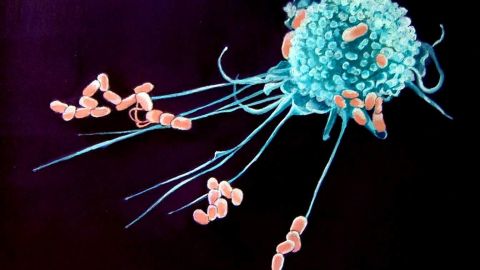 Macr&oacute;fagos, las c&eacute;lulas del sistema inmunitario