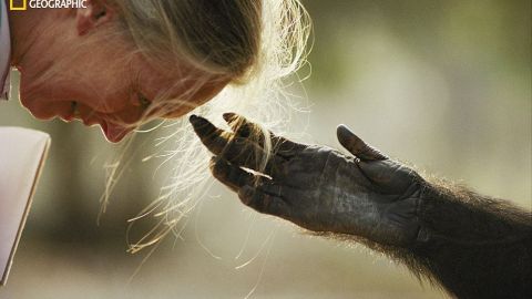 Brazzaville, Rep&uacute;blica del Congo, 1990. Jou Jou, un chimpanc&eacute; cautivo, extiende su mano a la cabeza de la primat&oacute;loga Jane Goodall