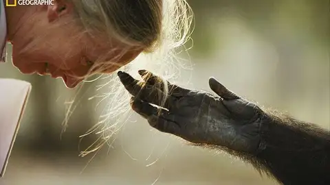 Brazzaville, República del Congo, 1990. Jou Jou, un chimpancé cautivo, extiende su mano a la cabeza de la primatóloga Jane Goodall Brazzaville, República del Congo, 1990. Jou Jou, un chimpancé cautivo, extiende su mano a la cabeza de la primatóloga Jane Goodall