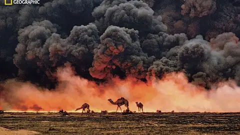 Kuwait. Camellos en la Guerra del Golfo Kuwait. Camellos en la Guerra del Golfo