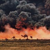 Kuwait. Camellos en la Guerra del Golfo