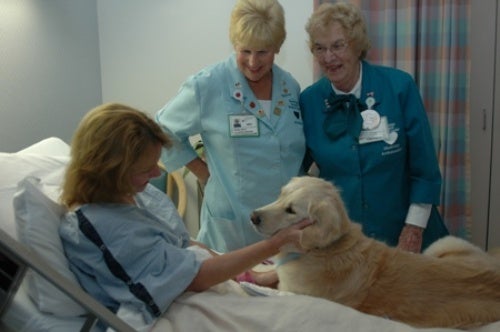 Los perros entrarán en colegios, hospitales y residencias de Madrid Los perros entrarán en colegios, hospitales y residencias de Madrid