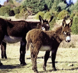Dos burros pastando en un prado. Dos burros pastando en un prado.