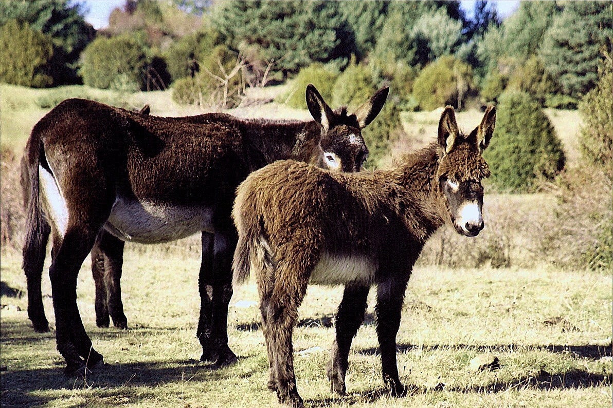 A Cien Millas De Manhattan: George Washington y los burros españoles A Cien Millas De Manhattan: George Washington y los burros españoles