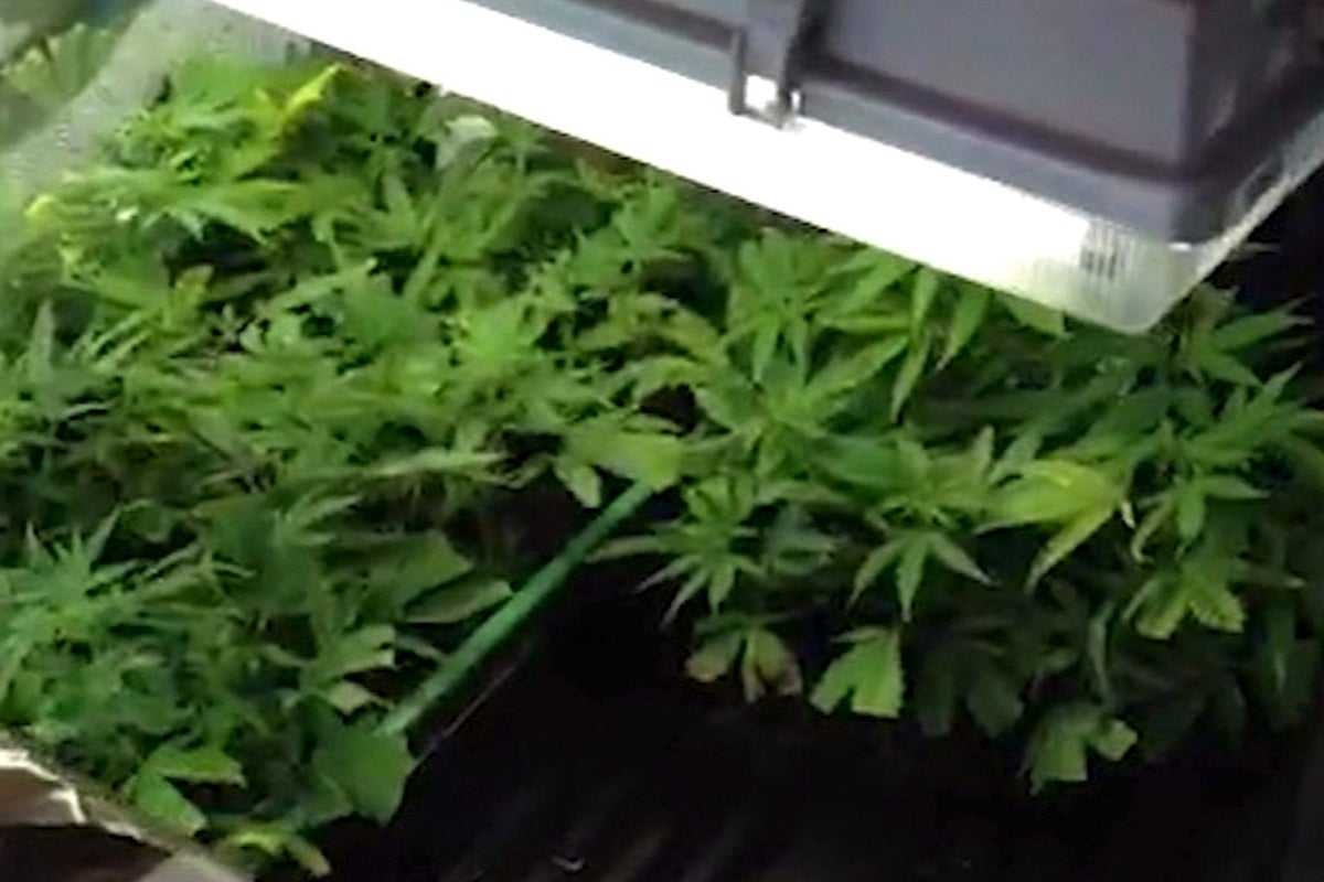 Logran separar los efectos perjudiciales del cannabis para mantener el efecto analgésico Logran separar los efectos perjudiciales del cannabis para mantener el efecto analgésico