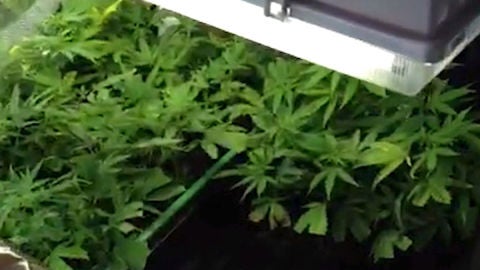 Plantaci&oacute;n de marihuana