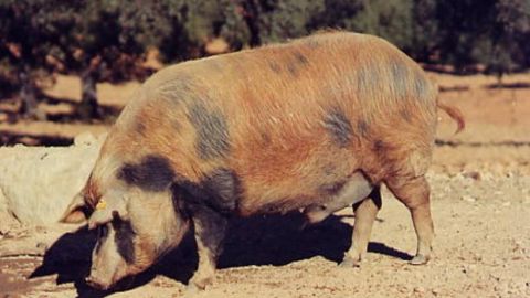 Cerdo ib&eacute;rico
