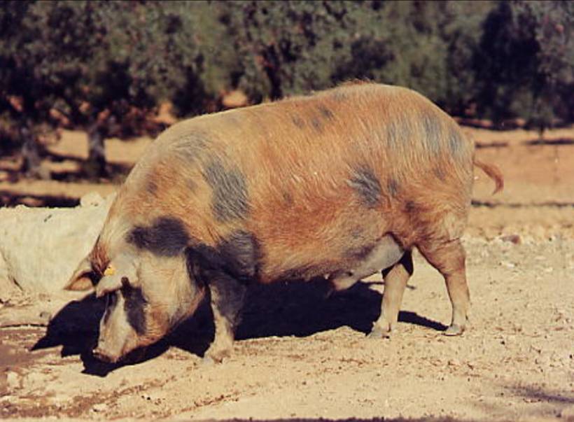Investigarán con el cerdo ibérico para buscar las claves para combatir la gravisima epidemia de obesidad y diabetes en EEUU Investigarán con el cerdo ibérico para buscar las claves para combatir la gravisima epidemia de obesidad y diabetes en EEUU