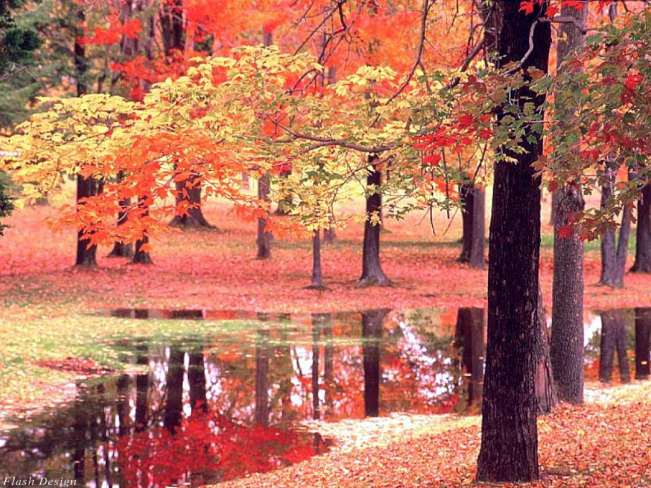 Celebramos la entrada del otoño Celebramos la entrada del otoño