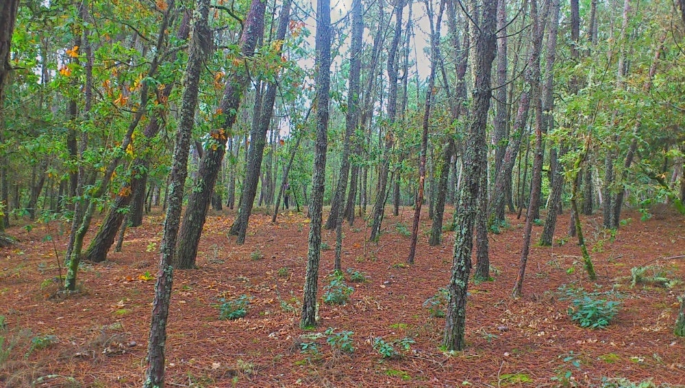 bosque ourense