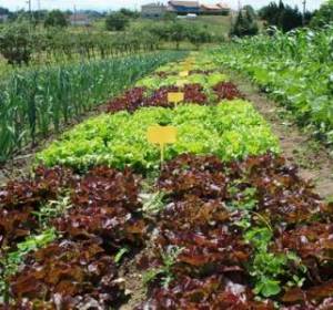 Agricultura Agricultura