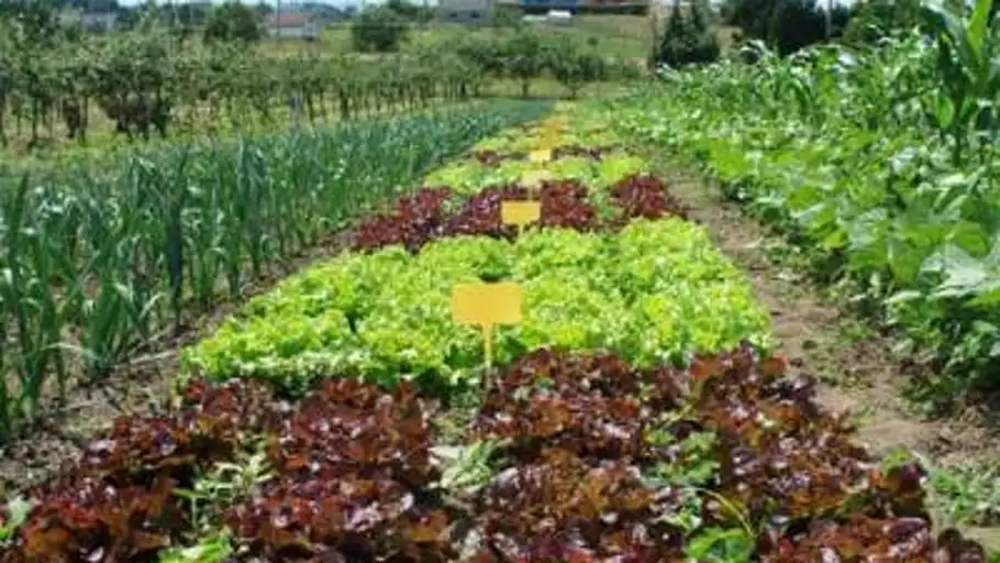 Un campo de agricultura Un campo de agricultura