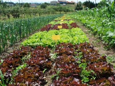 ¿Qué pasaría si nos alimentásemos solo de agricultura ecológica? ¿Qué pasaría si nos alimentásemos solo de agricultura ecológica?