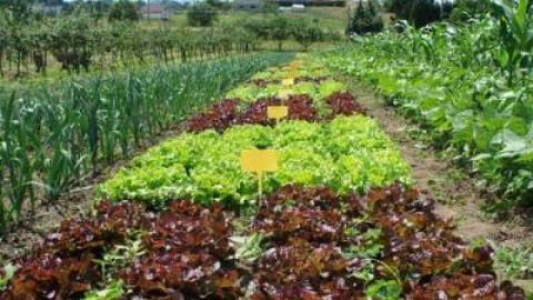 Un campo de agricultura