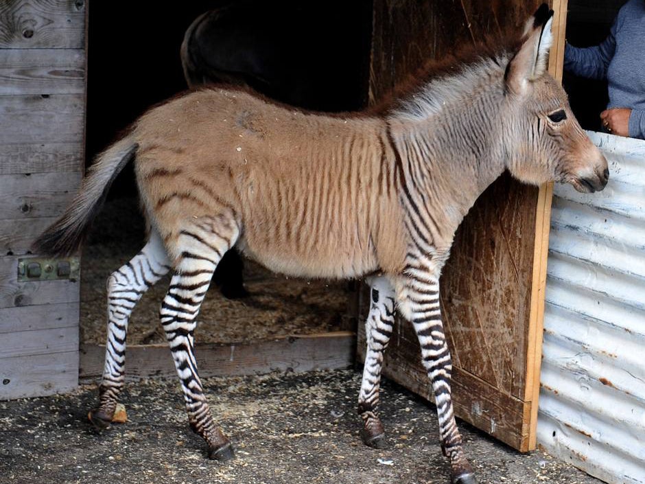 Los fósforos: ¿Tienes afición por los animales raros? Los fósforos: ¿Tienes afición por los animales raros?