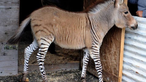 Foto del 'cebrasno' nacido en Italia