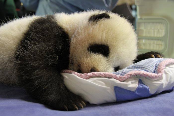 Nace una hembra de oso panda gigante en el zoo de Madrid Nace una hembra de oso panda gigante en el zoo de Madrid