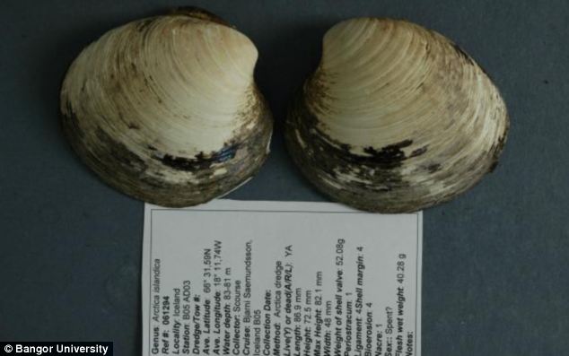 La mesa de redacción: Muere la almeja Ming con 507 años, el animal más viejo de la tierra La mesa de redacción: Muere la almeja Ming con 507 años, el animal más viejo de la tierra