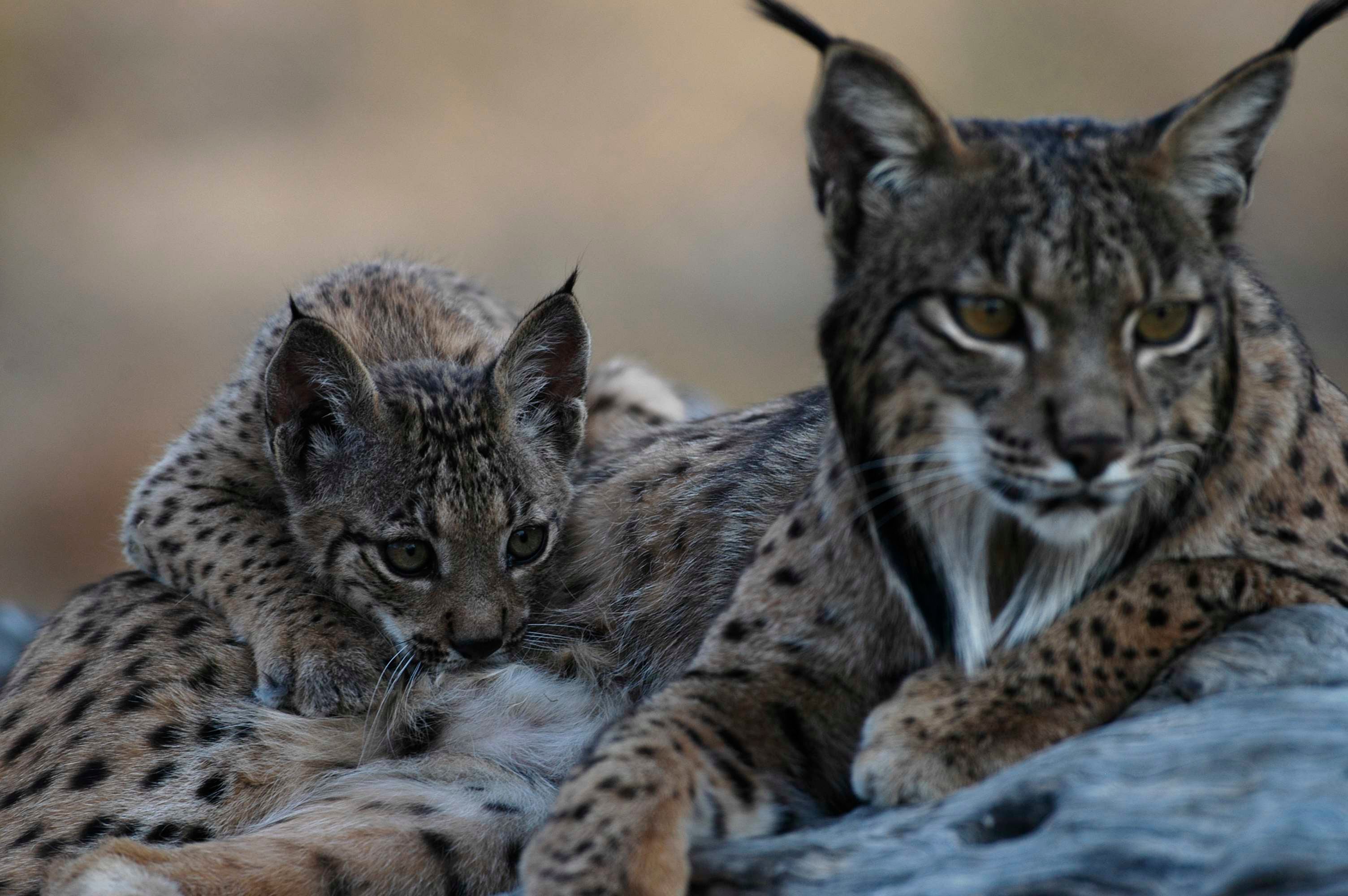 Azul y verde: El lince ibérico ya no es una especie en peligro crítico Azul y verde: El lince ibérico ya no es una especie en peligro crítico