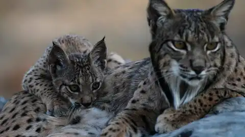 Lince Ibérico Lince Ibérico