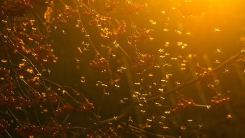 Mosquitos alrededor de frutas