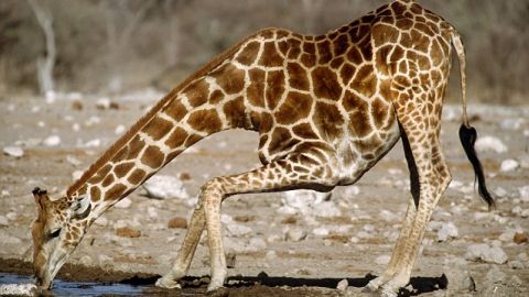 Girafa haciendo twerking