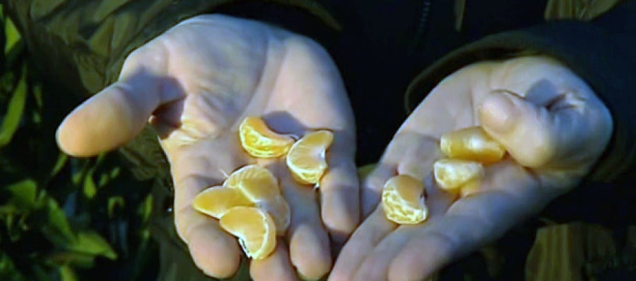 Mandarinas por uvas: el cambio propuesto por los agricultores de Castellón para Nochevieja Mandarinas por uvas: el cambio propuesto por los agricultores de Castellón para Nochevieja