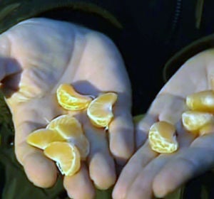 Mandarinas por uvas: el cambio propuesto por los agricultores de Castellón para Nochevieja Mandarinas por uvas: el cambio propuesto por los agricultores de Castellón para Nochevieja