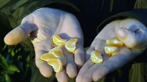 Mandarinas por uvas: el cambio propuesto por los agricultores de Castell&oacute;n para Nochevieja