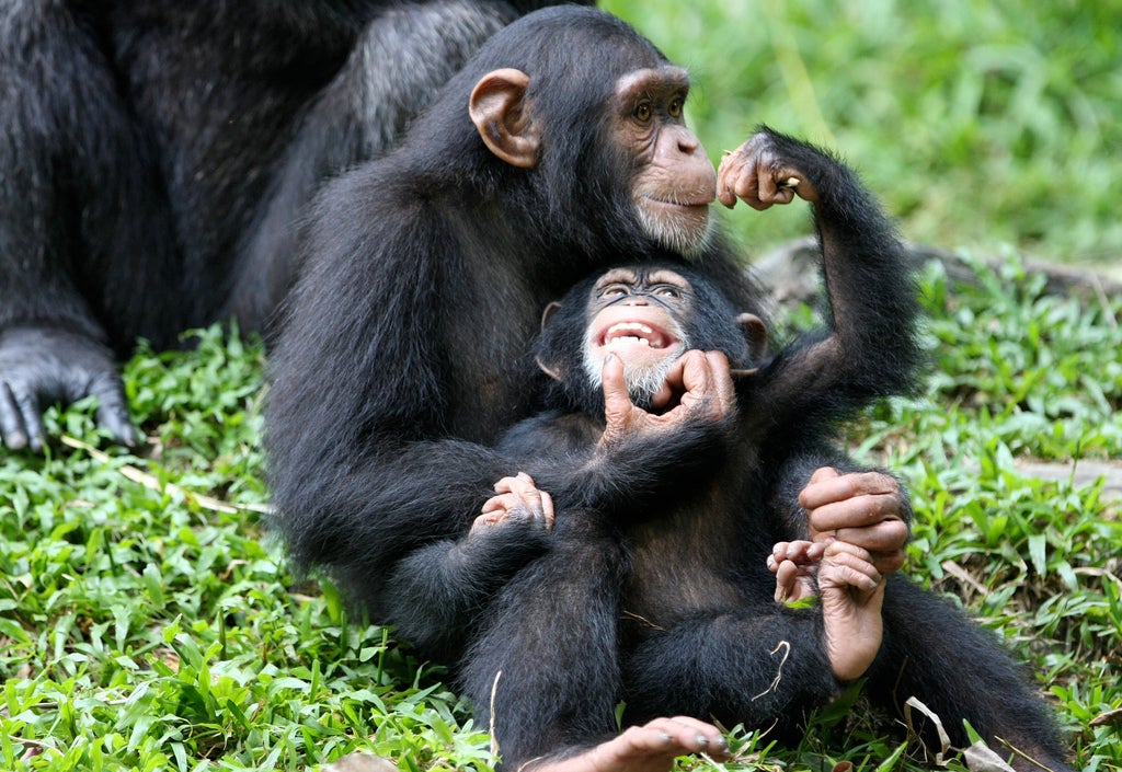 Los chimpancés tendrían la misma capacidad cognitiva que los humanos para cocinar Los chimpancés tendrían la misma capacidad cognitiva que los humanos para cocinar