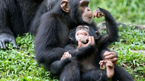 Los chimpanc&eacute;s muestran diferencias de g&eacute;nero en su comportamiento desde la infancia.