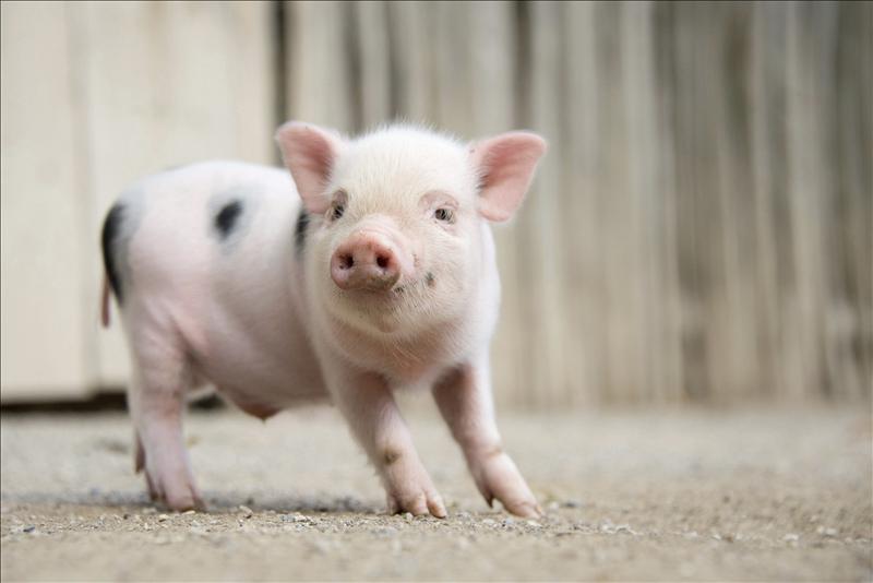 Se buscan familias para adoptar a 29 cerdos vietnamitas víctimas de maltratos Se buscan familias para adoptar a 29 cerdos vietnamitas víctimas de maltratos