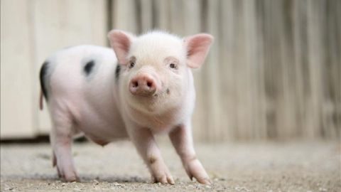 Una cr&iacute;a de cerdo vietnamita