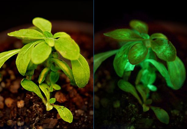 "Las plantas tienen nuestros cinco sentidos y quince más" "Las plantas tienen nuestros cinco sentidos y quince más"