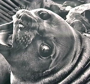 Sebastiao Salgado Sebastiao Salgado