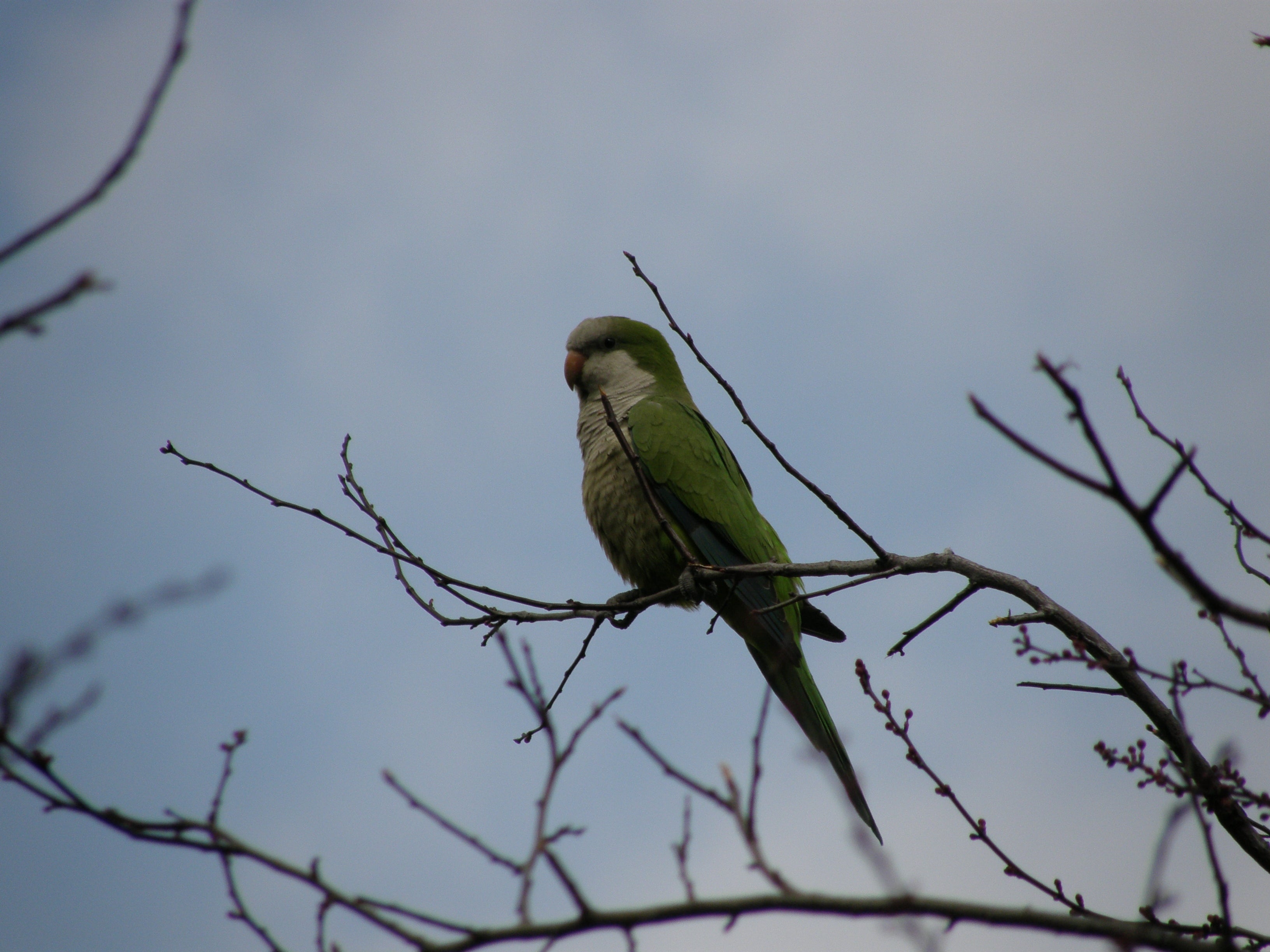 PACMA denuncia el plan de Madrid de reducir el número de cotorras a tiros y Almeida se defiende PACMA denuncia el plan de Madrid de reducir el número de cotorras a tiros y Almeida se defiende