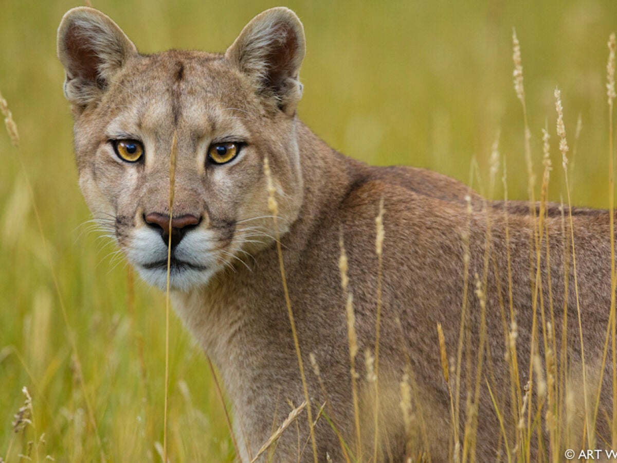 Puma mata a hombre hotsell