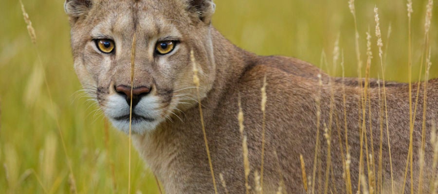 Un puma en el Parque Nacional de Torres del Paine Un puma en el Parque Nacional de Torres del Paine