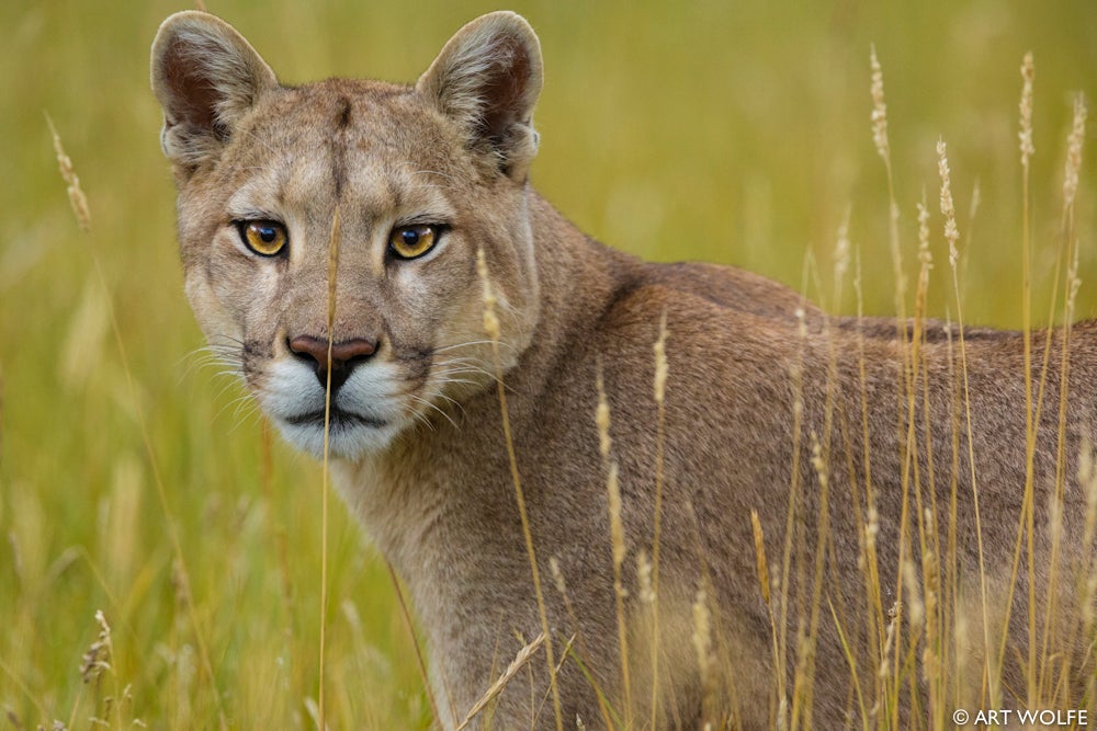 Un hombre se enfrenta a un puma en defensa propia y lo asfixia hasta matarlo Un hombre se enfrenta a un puma en defensa propia y lo asfixia hasta matarlo