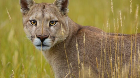 Un puma en el Parque Nacional de Torres del Paine