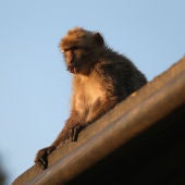 Un mono al acecho en Gibraltar