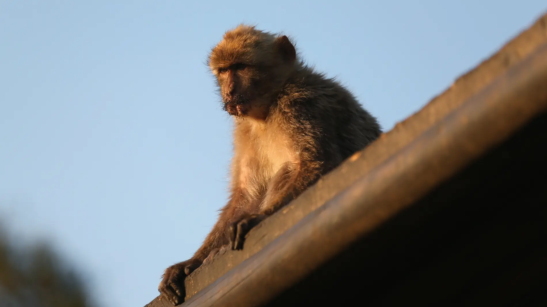 Un mono al acecho en Gibraltar