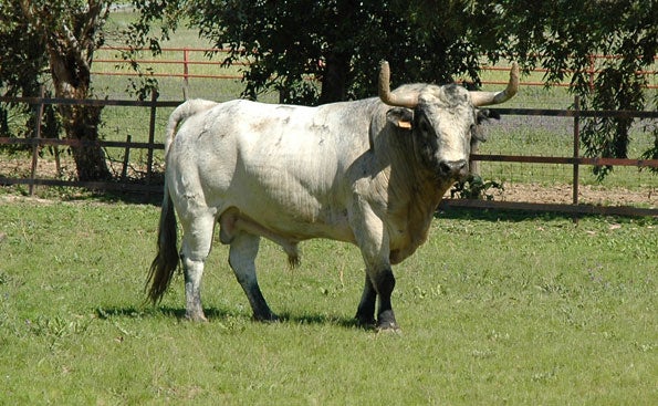 Aquí en la Onda. Navarra. Álvaro Domecq, ganadero de Torrestrella: "A la corrida de Pamplona del año pasado le faltó un poquito de movilidad. Este año es fuerte y buena". Aquí en la Onda. Navarra. Álvaro Domecq, ganadero de Torrestrella: "A la corrida de Pamplona del año pasado le faltó un poquito de movilidad. Este año es fuerte y buena".