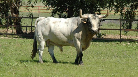 Toro Torrestrella